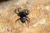 Heliophanus lineiventris